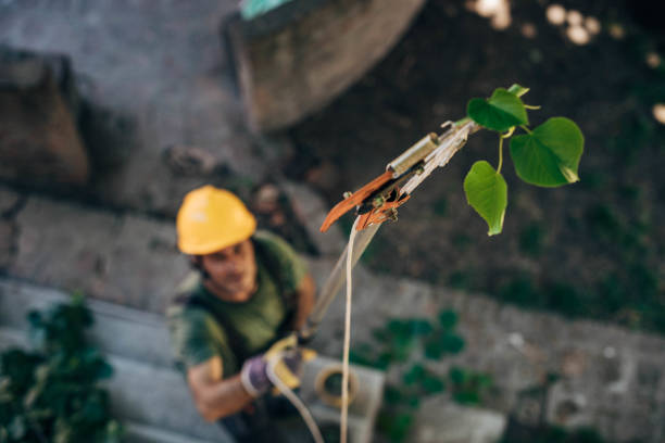 Trusted Wendell, ID Tree Service Experts